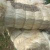 Quality UG and SSUG Natural sisal fiber / sisal fibre - Image 3