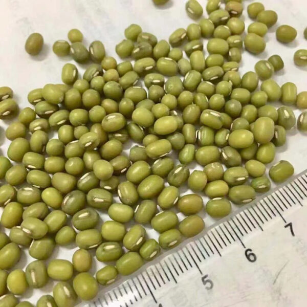 China Factory Price Sprouting Grade Green Mung Beans Export for Vietnam Market - Image 3