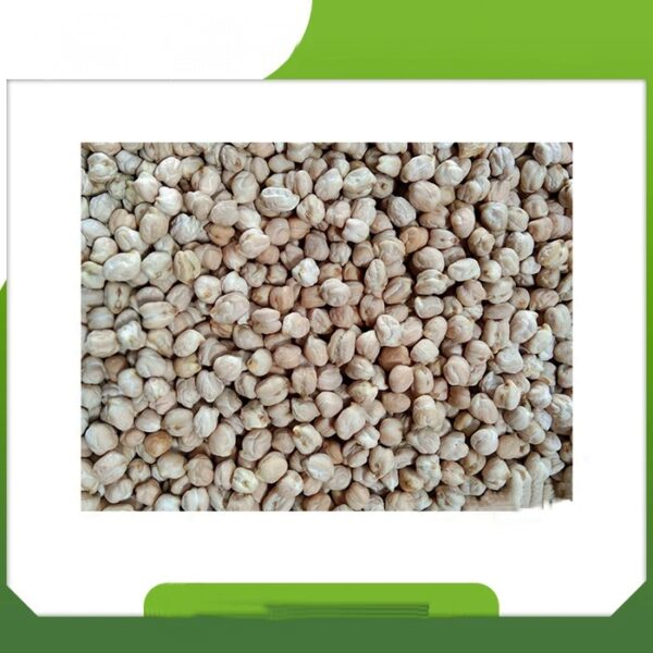 Highest Quality Best Natural White Chick Peas Agriculture Products Supplier From India - Image 5