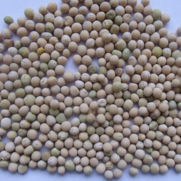 Natural Dried Yellow Split Peas Factory Price - Image 3