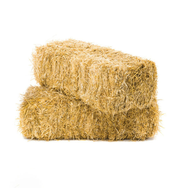 Export Quality (Wheat Straw) hay Bales Best Wheat hay Bales Alfalfa Animal Feed From Pakistan - Image 3