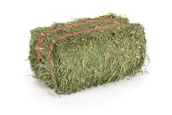 Dried Alfalfa Hay Lucerne Hay Eragrostis Hay for Animals and Cattle Animal Feed Packaged in Bags for Sale - Image 3