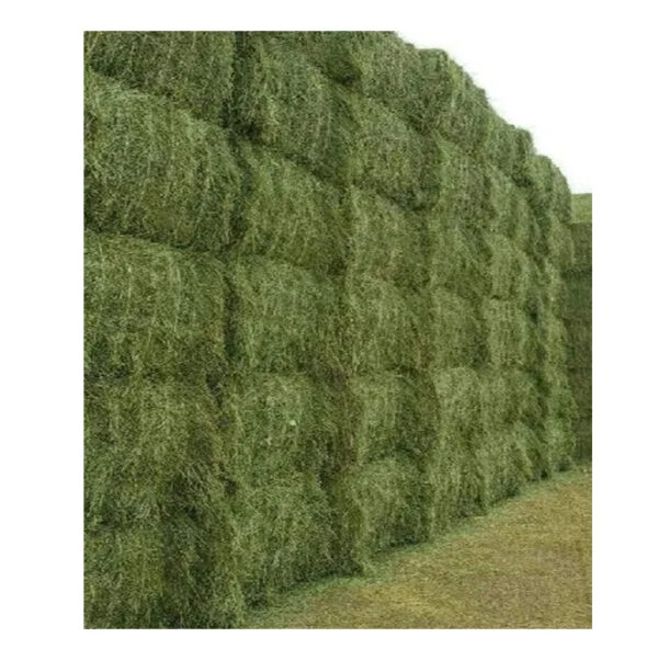 Buy Organic Alfalfa Grass Hay/ Alfalfa Hay Pellets for Animal Feed for Sale Bulk - Image 3