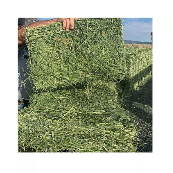 Top Quality Alfafa Hay for Animal Feeding Stuff Alfalfa / Alfalfa Hay - Image 3