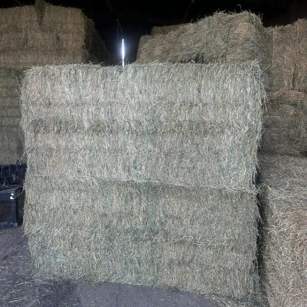 Animal Feeding Alfalfa Hay in Bales for Sale for Wholesale/ Bermuda Orchard Grass for Sale in Bulk - Image 3