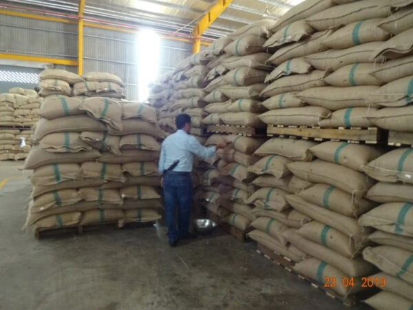 VIETNAM ROBUSTA COFFEE BEANS UNROASTED S16 WET POLISHED NEW CROP WHOLESALE LOW PRICE TOP DIRECT FARMS FACTORY - Image 3