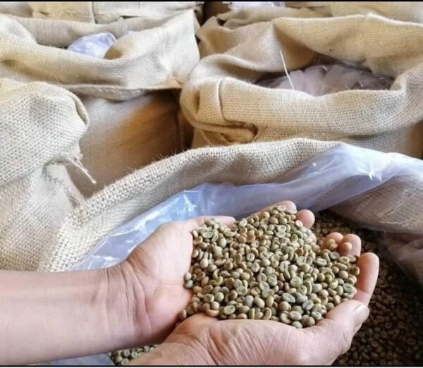 Green coffee beans Robusta S16 from Buon Me Thuot Vietnam High quality Raw coffee processing Honey Washed for sale - Image 3