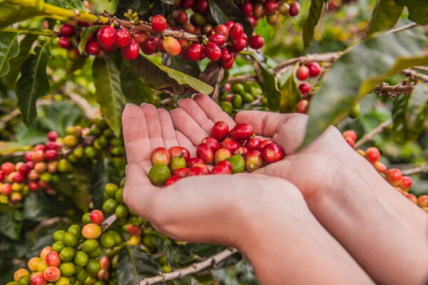 VIETNAM GREEN ROBUSTA COFFEE BEANS WET POLISHED S13 S16 S18 LEADING EXPORT COFFEE - Image 3