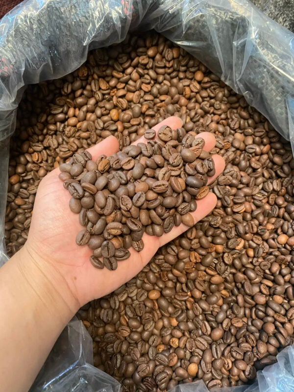 Vietnamese Robusta Coffee Green Beans ready to export around the world green beans coffee 100% Pure Dark Roasted Robusta - Image 3