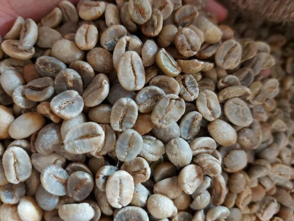 UNROASTED ARABICA GREEN COFFEE ROASTED WITH ROBUSTA GREEN COFFEE - Image 3