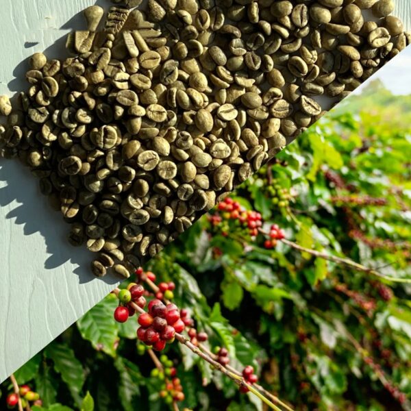 In Bulk Vietnamese Coffee 100% Pure Robusta African Coffee Beans Exercise Performance Traditional Coffee Beans - Image 5