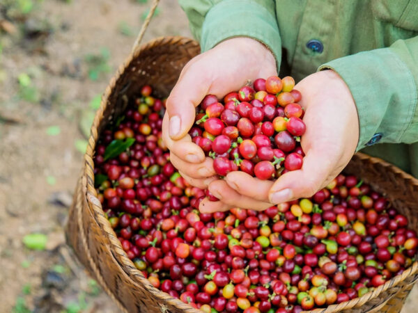 Grade 1 and grade 2 green beans arabica coffee manufacturer in Viet Nam with low MOQ 2kg ready for shipping - Image 4
