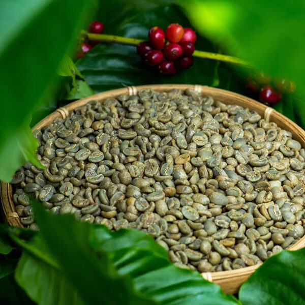 Single Vietnamese origin Arabica and Robusta green bean coffee with cheap price and low MOQ Screen 16 Screen 18 with fully wash - Image 5