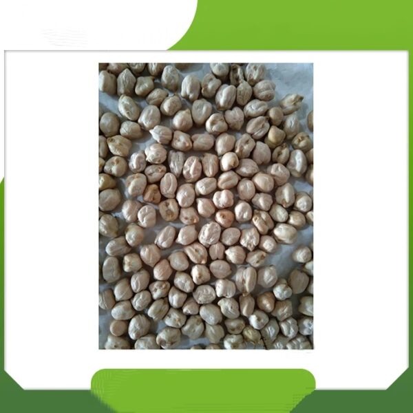 Highest Quality Best Natural White Chick Peas Agriculture Products Supplier From India - Image 4