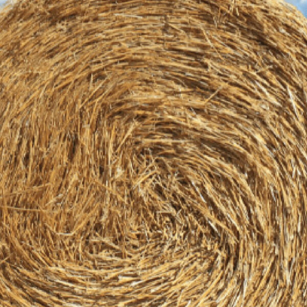 Export Quality (Wheat Straw) hay Bales Best Wheat hay Bales Alfalfa Animal Feed From Pakistan - Image 4