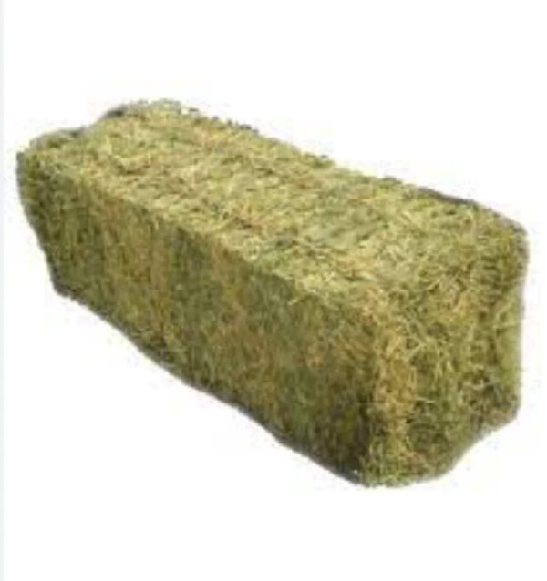 Bulk ALFAFA HAY READY for SUPPLY/ Alfalfa hay with High Protein for Animal Feeding in Bulk - Image 4