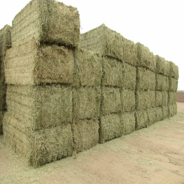 High Quality Alfalfa hay for Animal Feed Available at Factory Price Perfect for Bulk Wholesale and Livestock Farmers - Image 4