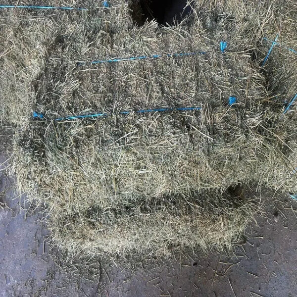 Animal Feeding Alfalfa Hay in Bales for Sale for Wholesale/ Bermuda Orchard Grass for Sale in Bulk - Image 4