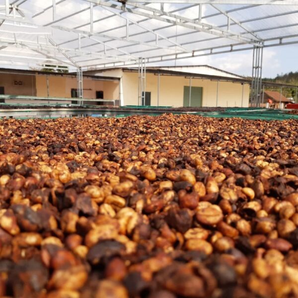 Green coffee beans Robusta S16 from Buon Me Thuot Vietnam High quality Raw coffee processing Honey Washed for sale - Image 4