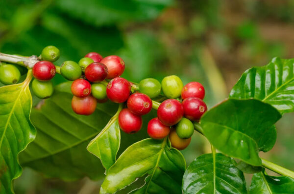 VIETNAM GREEN ROBUSTA COFFEE BEANS WET POLISHED S13 S16 S18 LEADING EXPORT COFFEE - Image 4