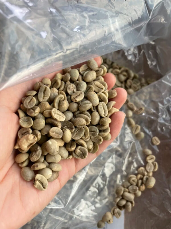 Vietnamese Robusta Coffee Green Beans ready to export around the world green beans coffee 100% Pure Dark Roasted Robusta - Image 4