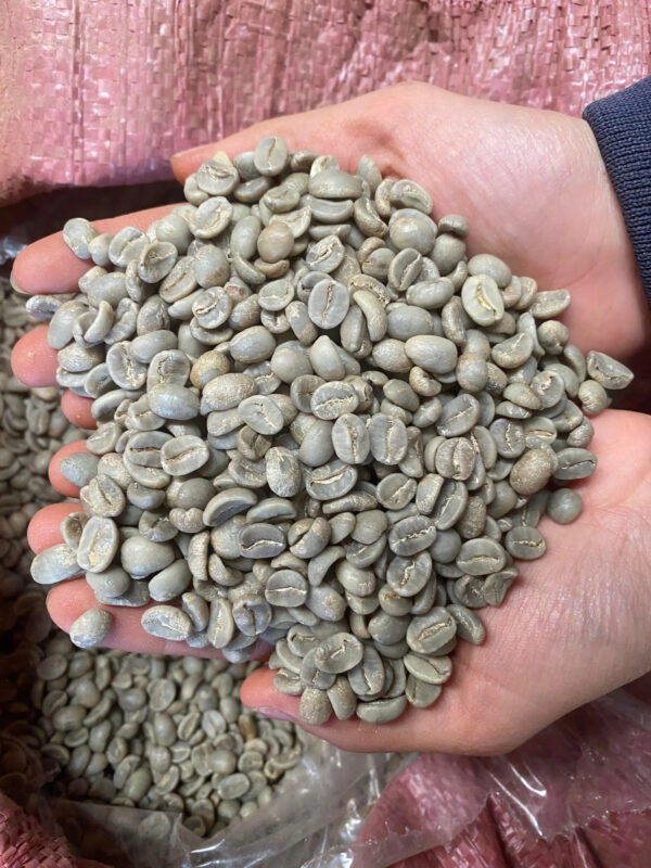 Coffee Beans High sweet balanced Coffee From Vietnam For Export Robusta Green Coffee beans Premium - Image 4