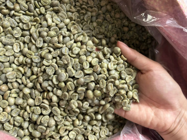 Vietnam Green Arabica Coffee Beans & Robusta Coffee Beans in Wholesome Washed Process High Quality Packaged in Bags - Image 4