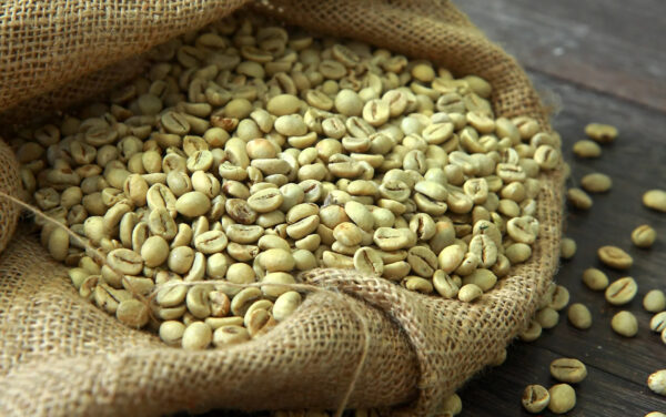 Viet Nam Green Robusta Coffee Bean Wet Polished S18 Grade 1 - Image 4