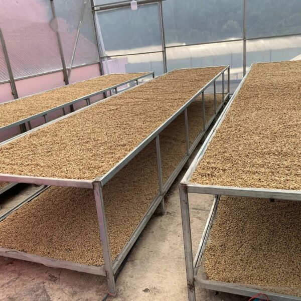 Top quality Green coffee beans Robusta S16 S18 of capital coffee in Buon Ma Thuot Vietnam processing honey Ready to Export - Image 4