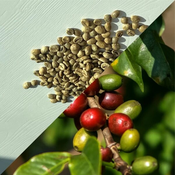 In Bulk Vietnamese Coffee 100% Pure Robusta African Coffee Beans Exercise Performance Traditional Coffee Beans - Image 4