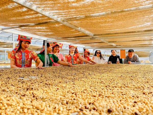 Grade 1 and grade 2 green beans arabica coffee manufacturer in Viet Nam with low MOQ 2kg ready for shipping - Image 5