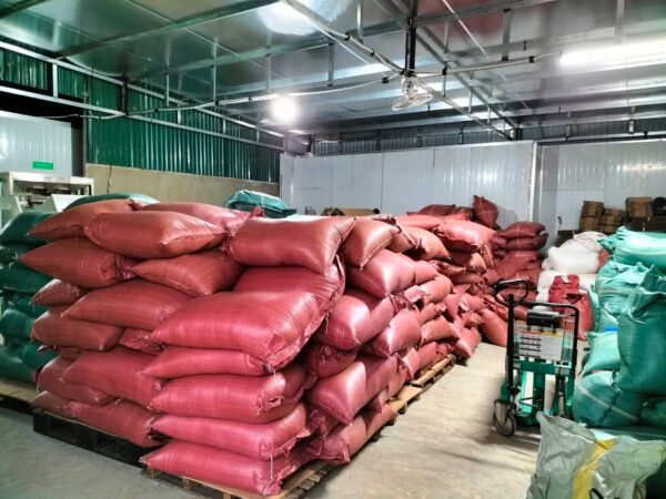 BEST SELLER 2024 Vietnam green coffee beans Robusta fast shipping cheap price . - Image 5