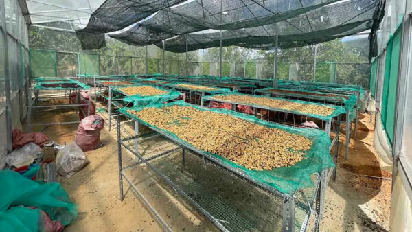 Roasted Arabica Coffee High Quality Roasted 100% Arabica Coffee beans directly from the Farm - Image 5