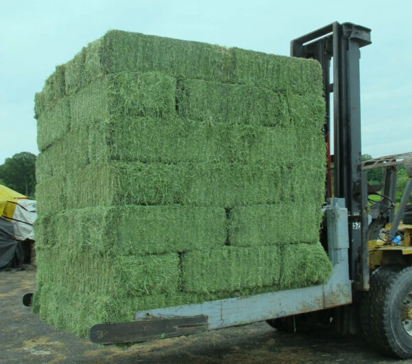 Buy Top Grade Alfalfa for Animal Feed / Alfalfa Hay in Bulk for Sale - Image 5