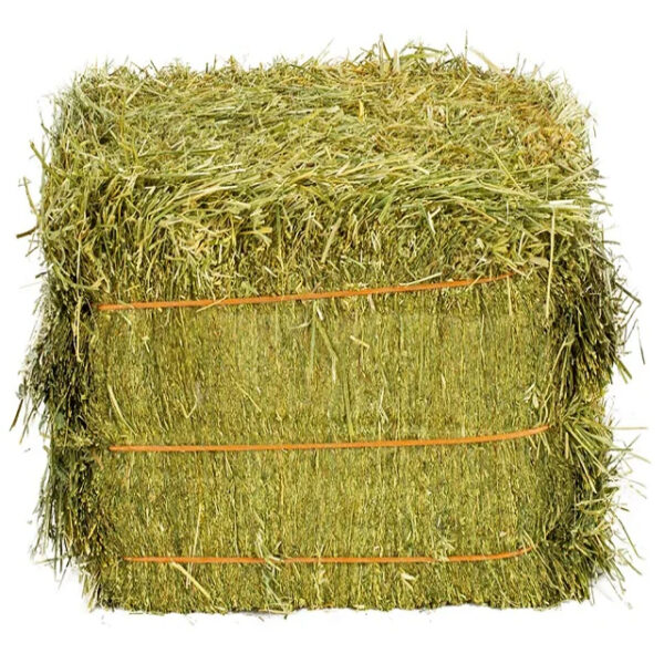 Bulk ALFAFA HAY READY for SUPPLY/ Alfalfa hay with High Protein for Animal Feeding in Bulk - Image 5