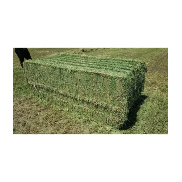 Buy Organic Alfalfa Grass Hay/ Alfalfa Hay Pellets for Animal Feed for Sale Bulk - Image 5