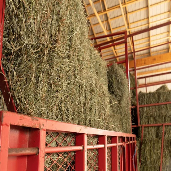 Animal Feeding Alfalfa Hay in Bales for Sale for Wholesale/ Bermuda Orchard Grass for Sale in Bulk - Image 5