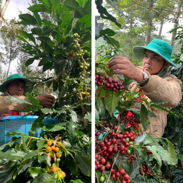 Green coffee beans Robusta S16 from Buon Me Thuot Vietnam High quality Raw coffee processing Honey Washed for sale - Image 5