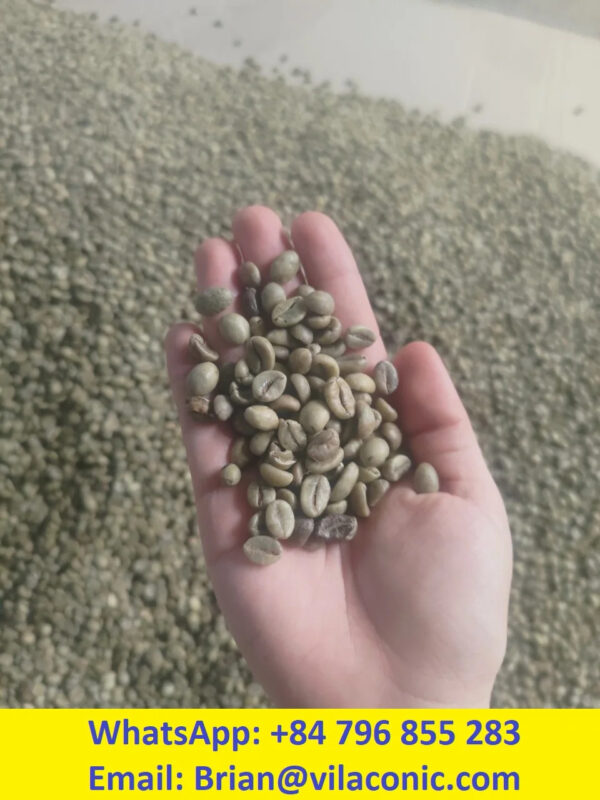 Cheap price Raw Robusta Coffee - Image 5