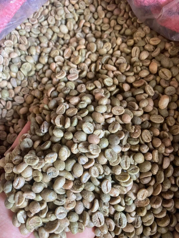 Vietnamese Robusta Coffee Green Beans ready to export around the world green beans coffee 100% Pure Dark Roasted Robusta - Image 5