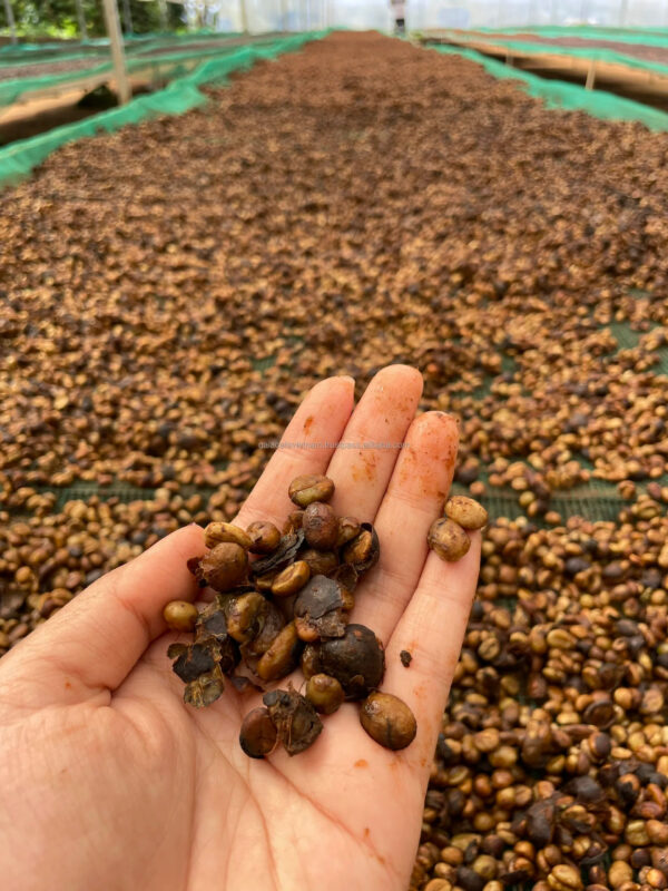 Green Arabica Coffee Beans100% Vietnam Specialty Green Robusta Coffee beans New Crop 2024-2025 - Image 3