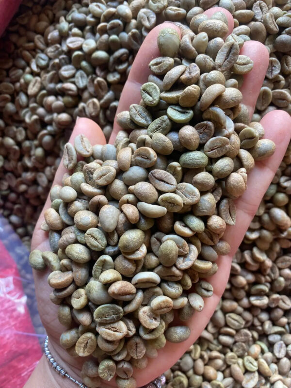 Coffee Beans High sweet balanced Coffee From Vietnam For Export Robusta Green Coffee beans Premium - Image 5