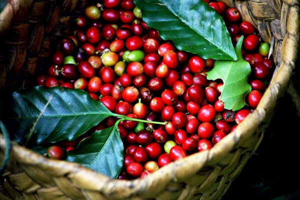 UNROASTED ARABICA GREEN COFFEE ROASTED WITH ROBUSTA GREEN COFFEE - Image 5