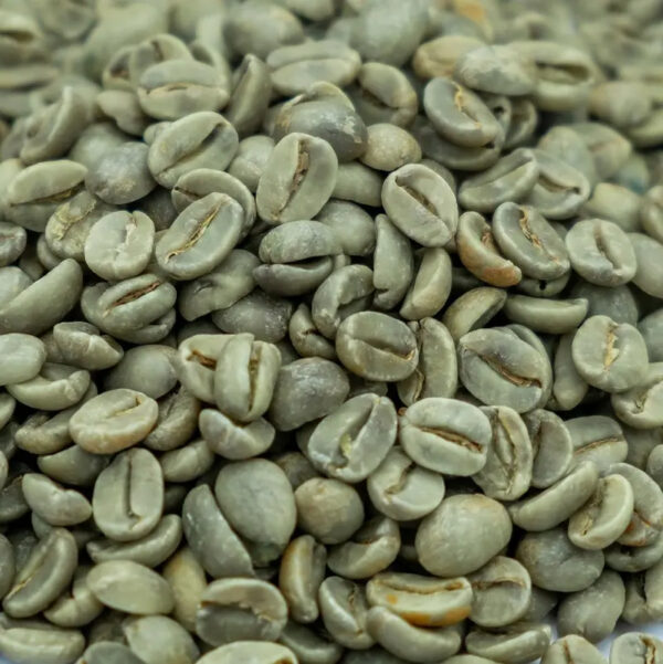 Viet Nam Green Robusta Coffee Bean Wet Polished S18 Grade 1 - Image 5