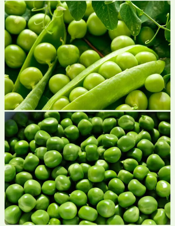 Wholesale Good Price IQF Green Peas Frozen Green Peas Frozen Vegetables - Image 6