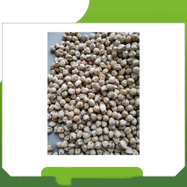 Highest Quality Best Natural White Chick Peas Agriculture Products Supplier From India - Image 3