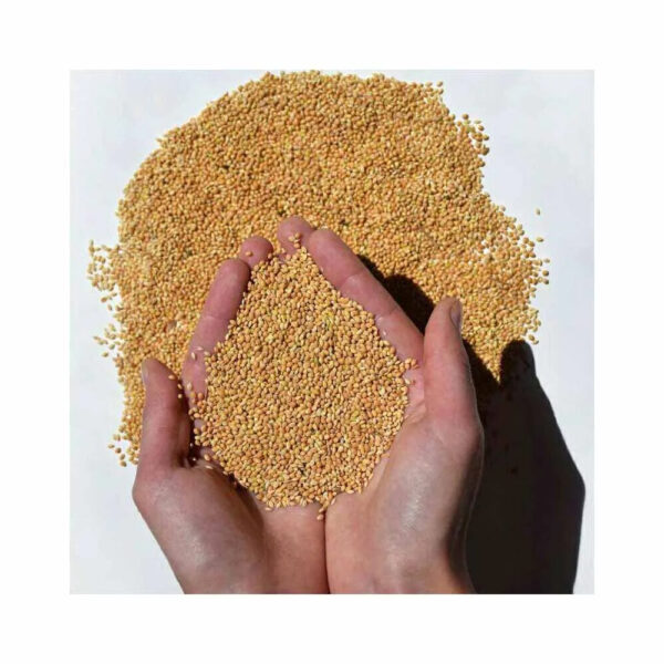 100% Natural Premium Grade Organic Yellow Millet Barley and Peas Cultivated in Thailand for Human Food - Image 5