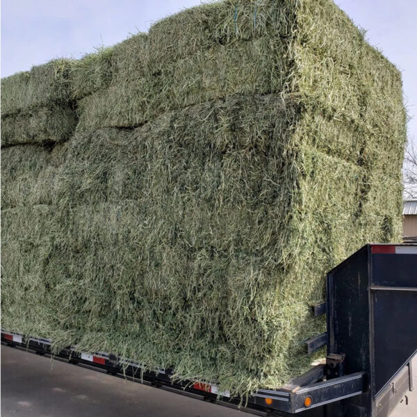 High Quality Alfalfa hay for Animal Feed Available at Factory Price Perfect for Bulk Wholesale and Livestock Farmers - Image 6