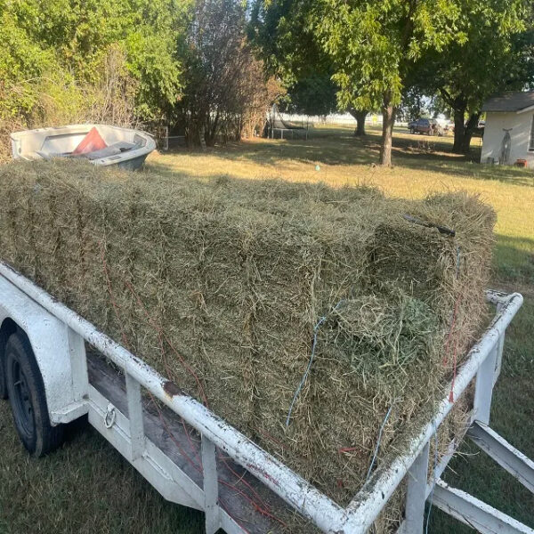 Animal Feeding Alfalfa Hay in Bales for Sale for Wholesale/ Bermuda Orchard Grass for Sale in Bulk - Image 6