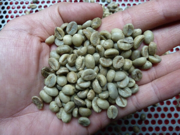 Price Robusta Coffee Green Beans Vietnam Coffee Full washed SCR18 Grade Vietnam Arabica Coffee Bean - Image 5